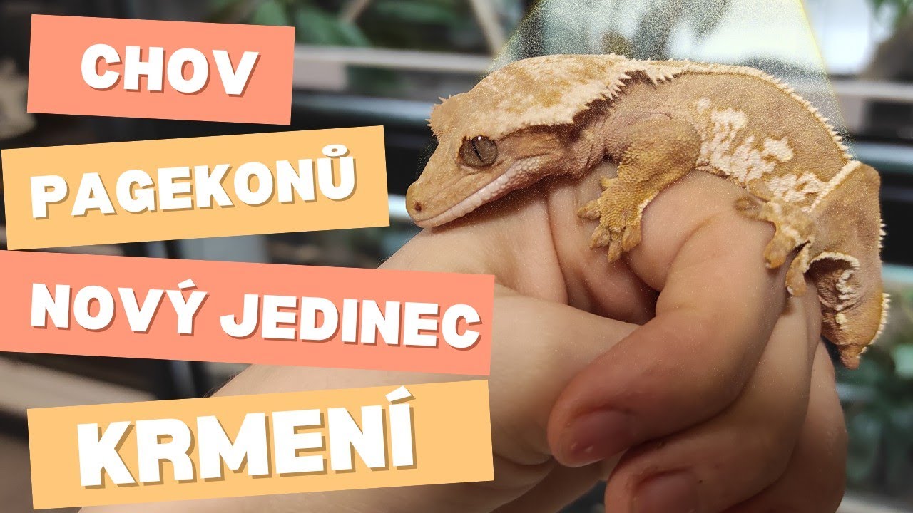 Základní péče o Pagekony řasnaté a jejich historie + zachráněná samice pagekona