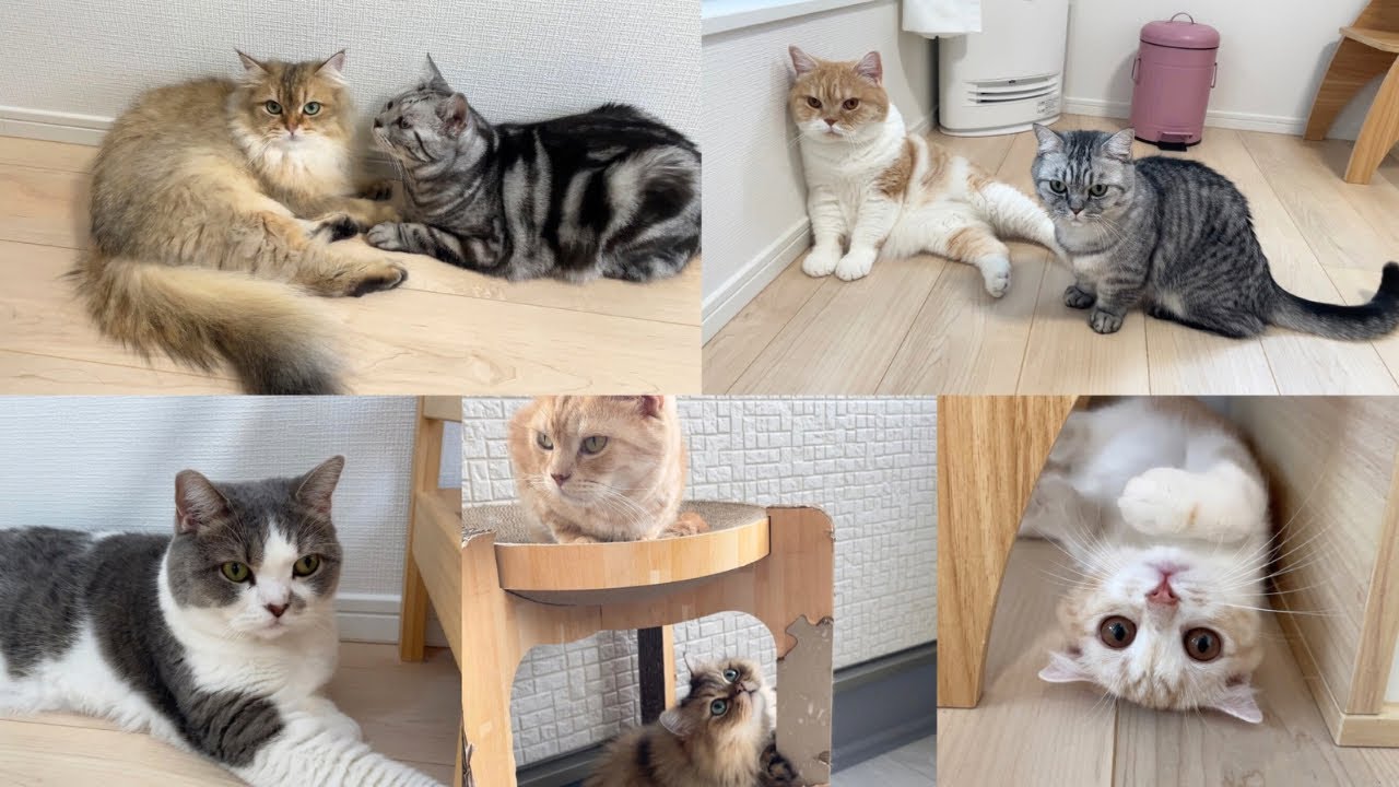 猫たちがめずらしく全員集合した朝
