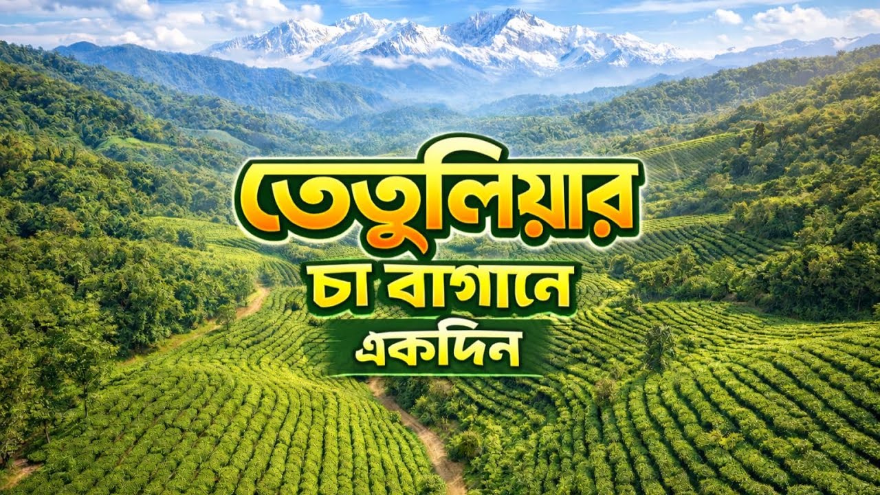 Tetulia Day Trip! ডাক বাংলো, জিরো পয়েন্ট ও বড় বিল্লাহ চা বাগান ভ্রমণ | Ash Log