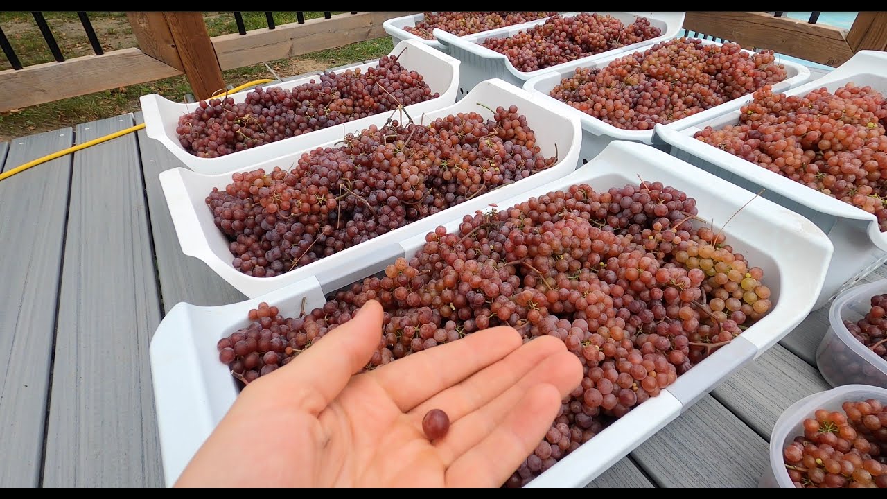 Faire Du Jus de Raisins