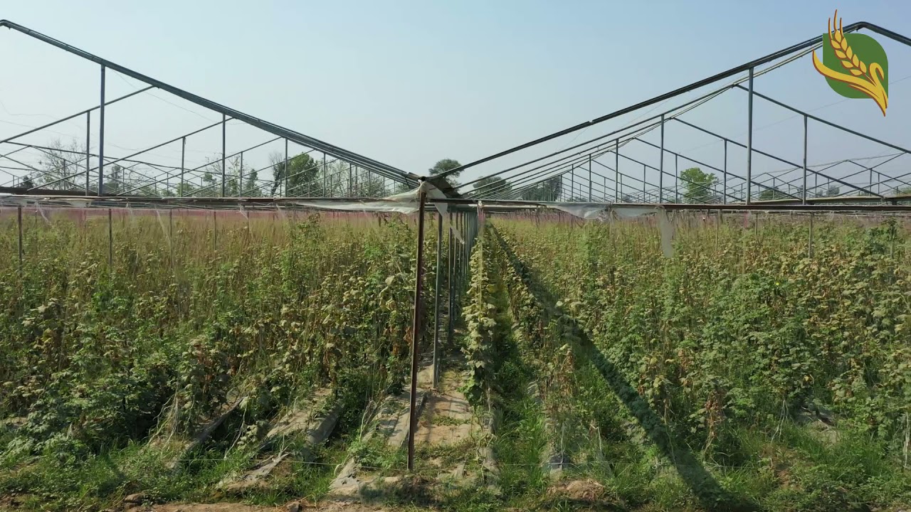 Tunnel Farming at Punjab Agri Farm, Kasur, Pakistan.