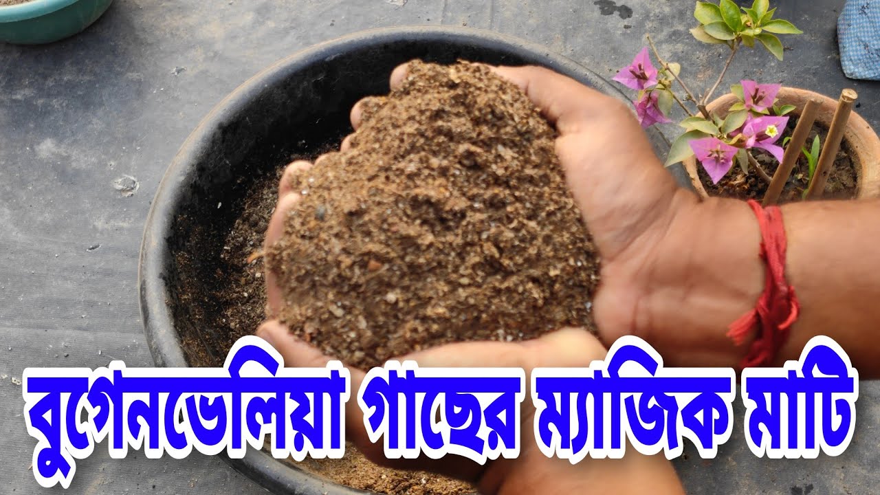 বুগেনভেলিয়া গাছের স্পেশাল মাটি তৈরি গাছে ফুল ছারা অন্য কিছু থাকবে না || bougainvillea soil mix ||