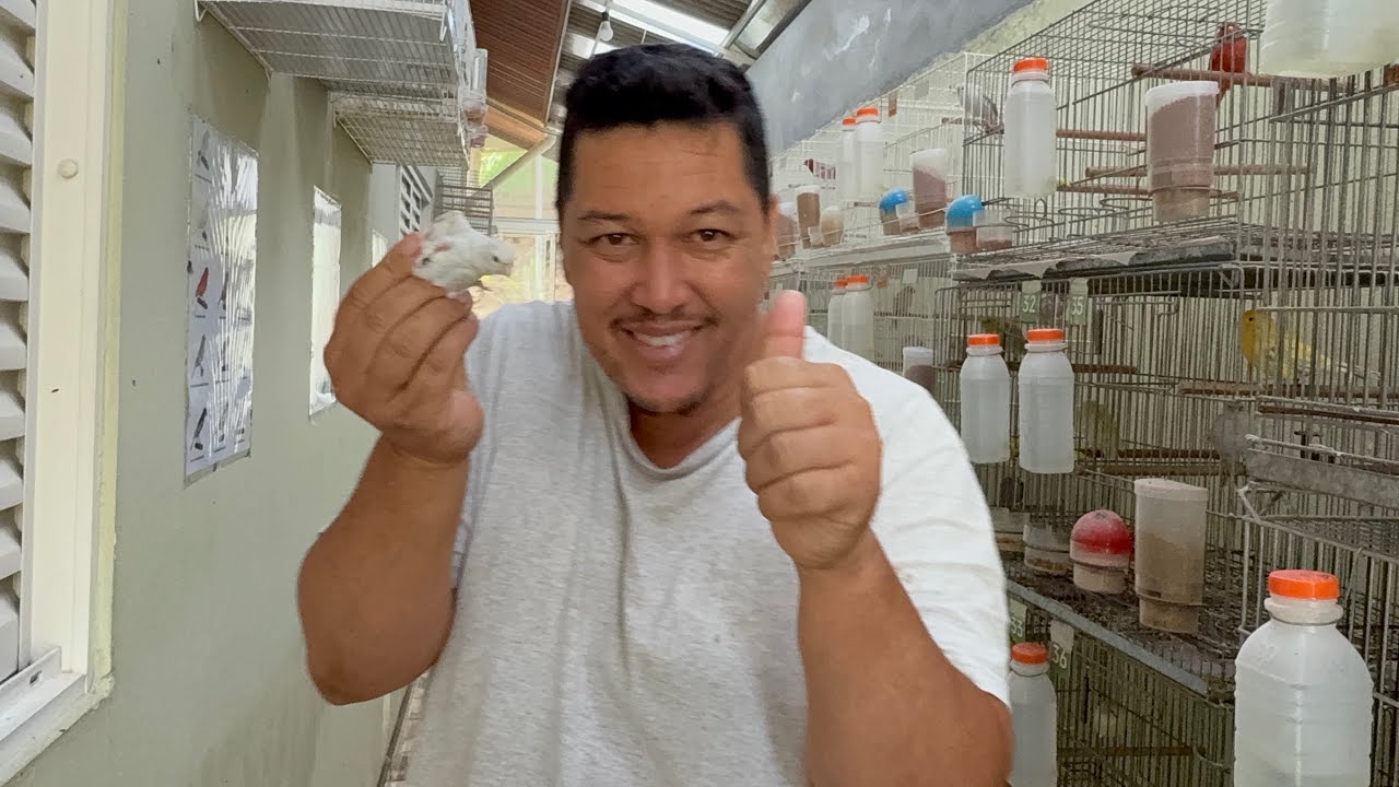 Últimos Filhotes da temporada para o voador 🐣🙏🐥