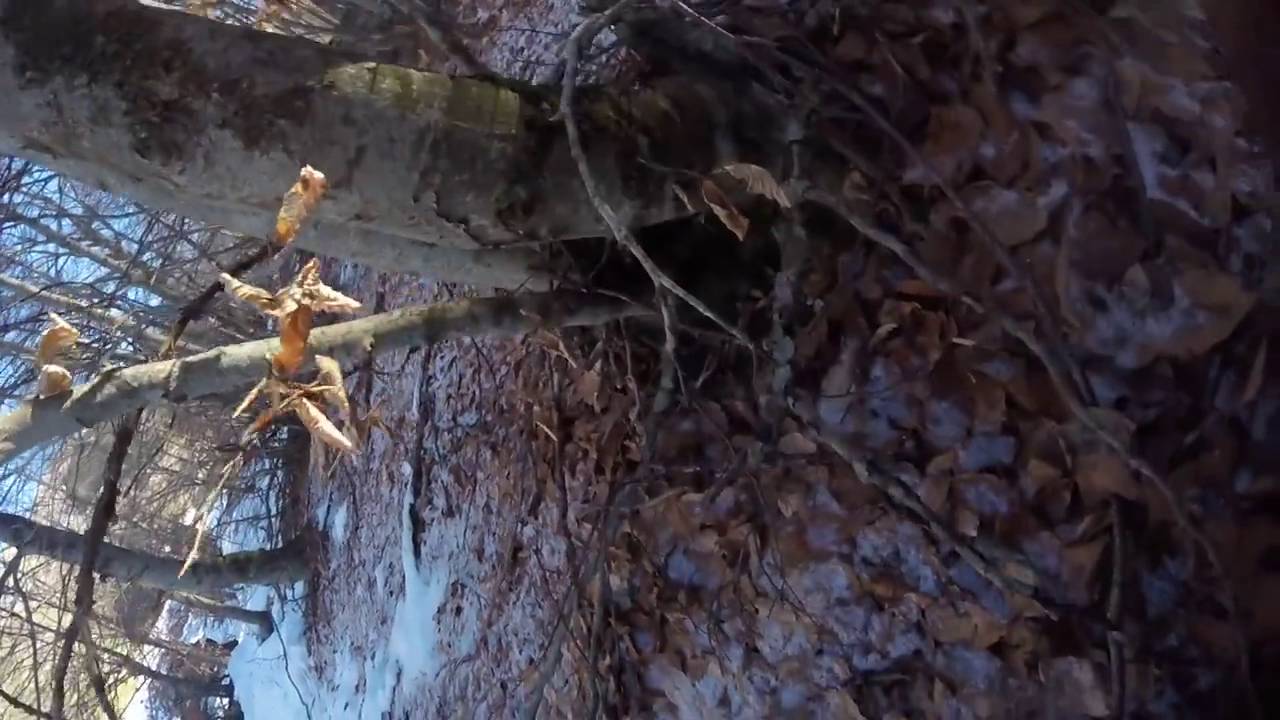 Rinvenimento di Tartufo Uncinato