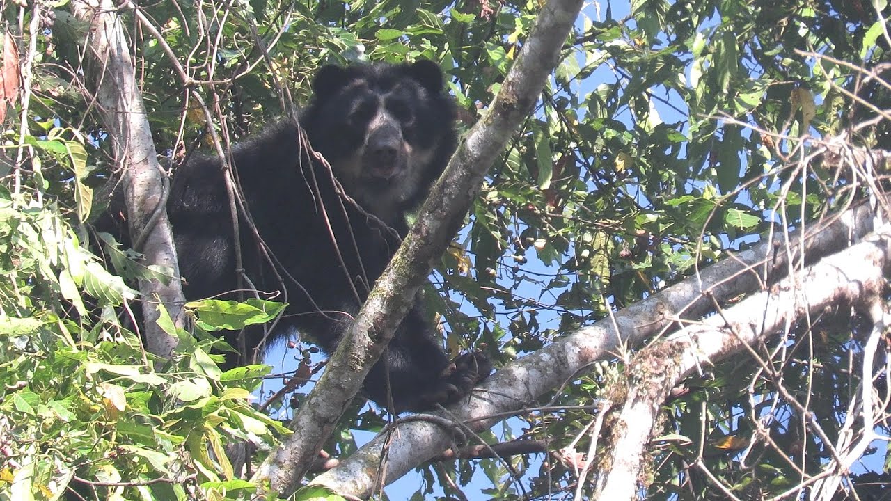 Andean Bears in trees eating wild avocados