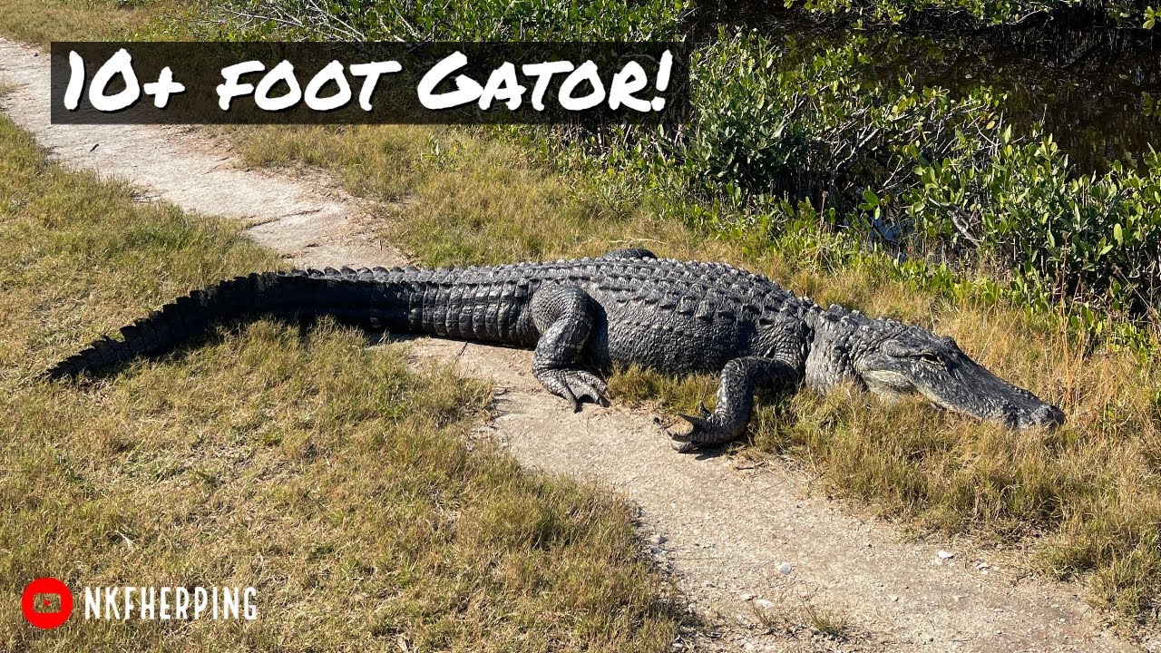 HUGE Alligator Blocking the Trail! Florida Herping Road Trip Continued: Island Herping and More!