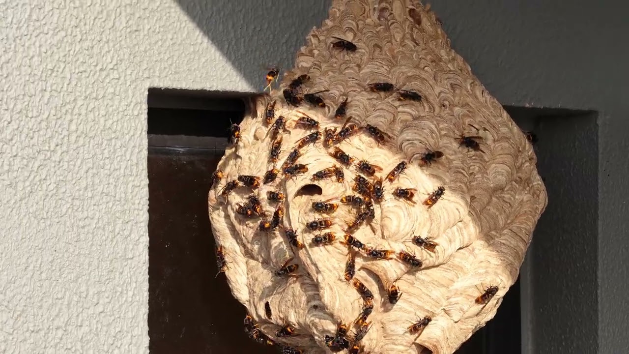 Vespa Velutina nest on a building in Portugal