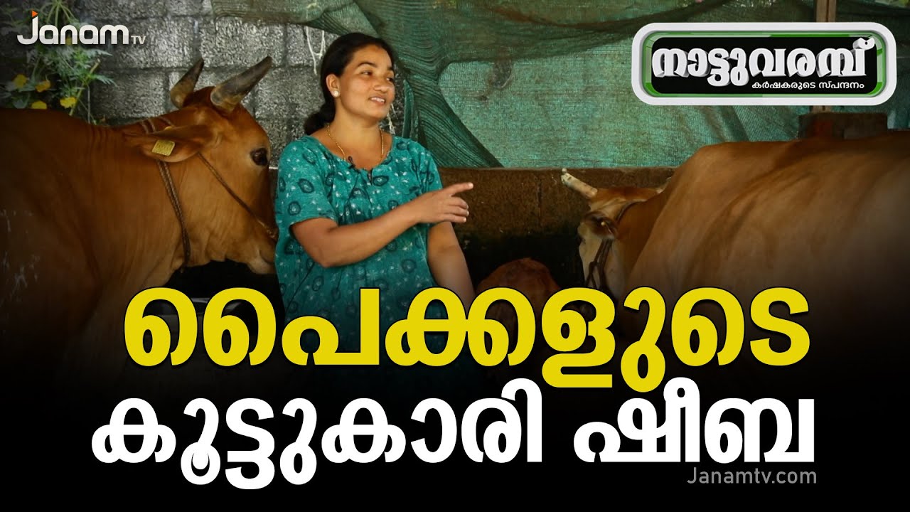 പശുവളർത്തലിലെ വനിതാ മുന്നേറ്റം | WOMEN COW FARMER-SHEEBA | COW FARMING KERALA | NATTUVARAMBU