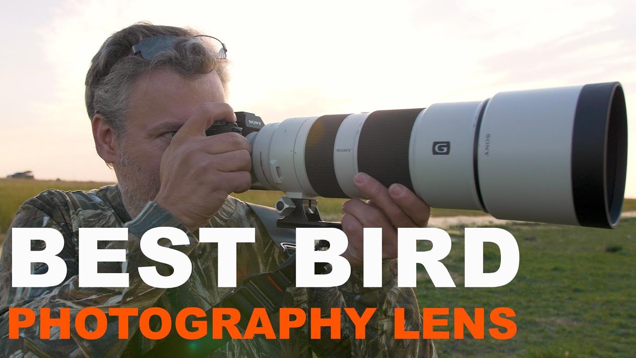 Как делать отличные фотографии птиц. С объективом Sony FE 200-600 мм.