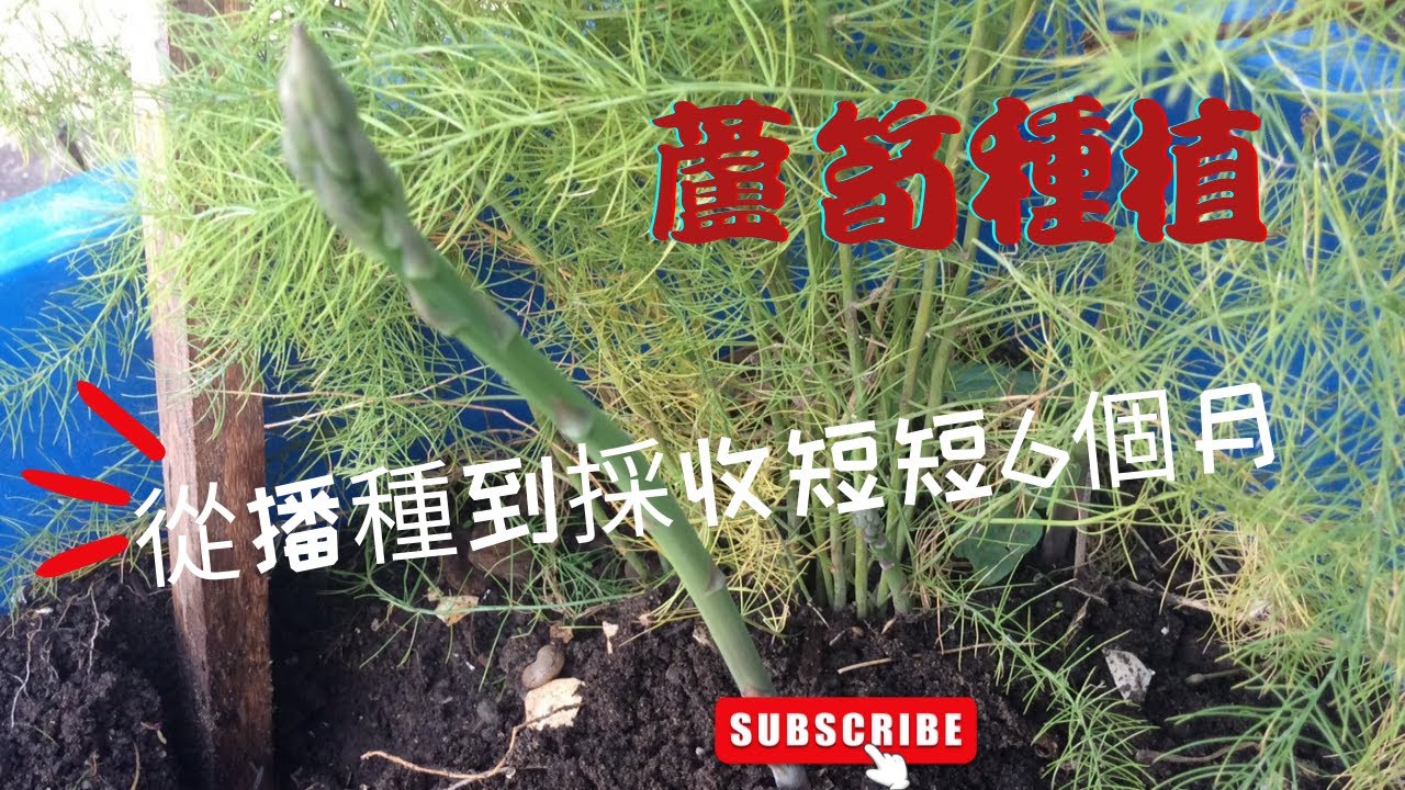 [蘆筍種植]從播種、育苗、成長到採收短短6個月