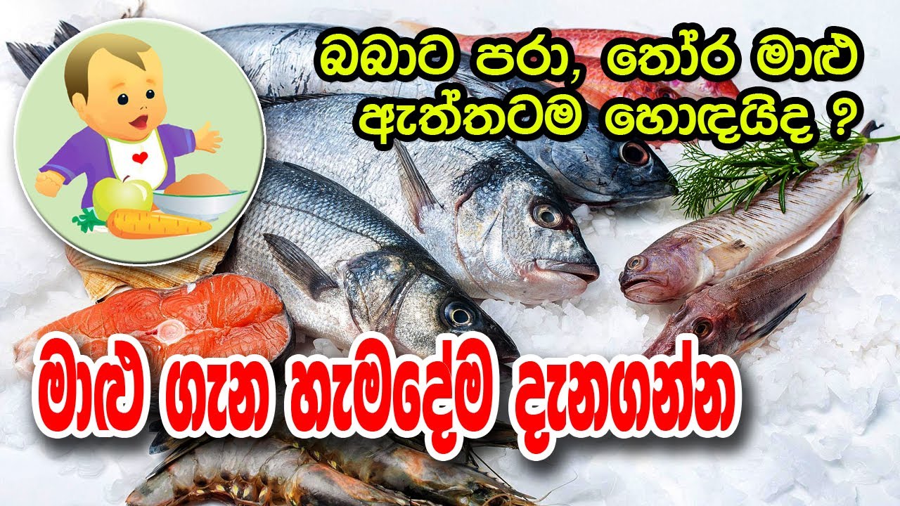 මාළු ගැන නොදන්න හැමදේම දැනගන්න - All about Fish - Baby Food Sinhala Recipe - බබාට කෑම - babata kema
