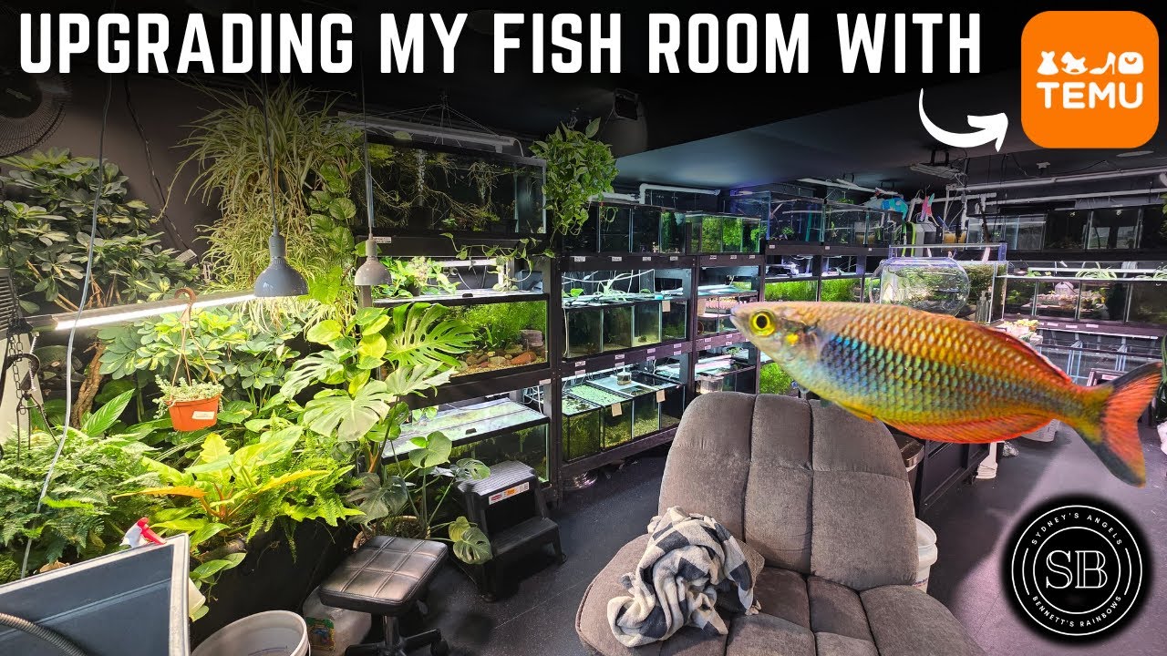 FUN FISH ROOM UPGRADES - COURTESY OF TEMU!