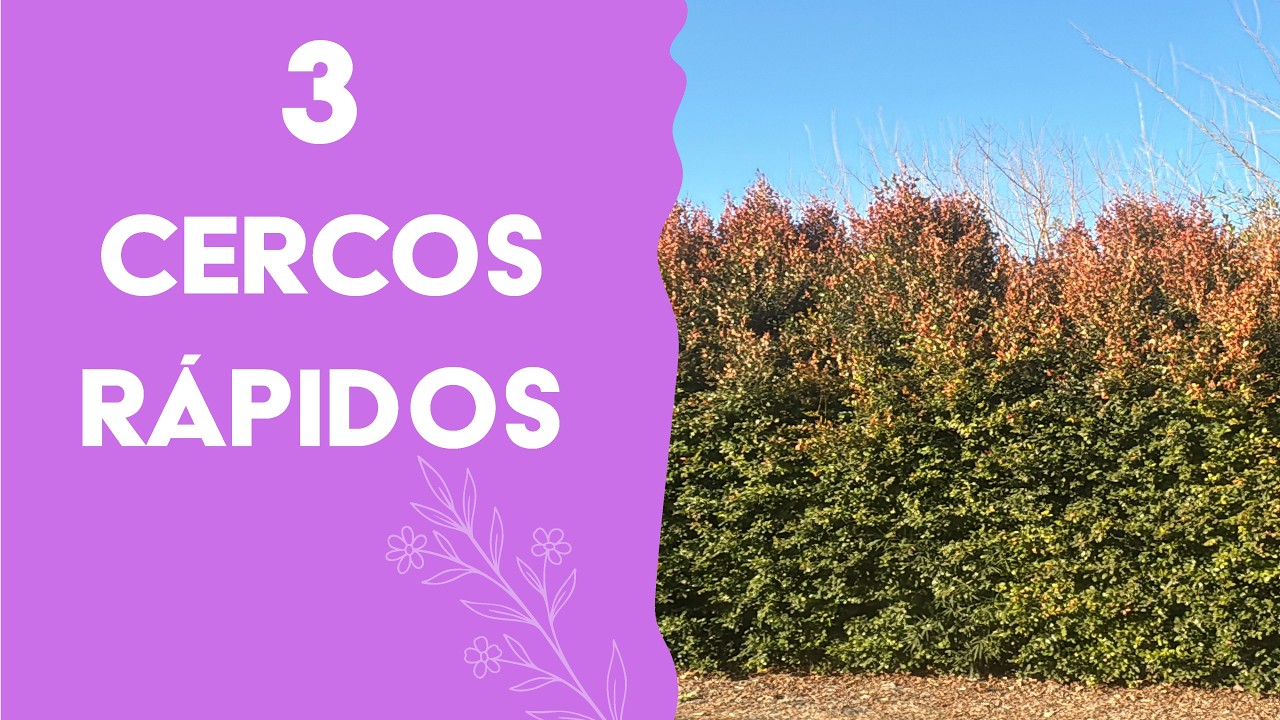 3 cercos vivos r&aacute;pidos