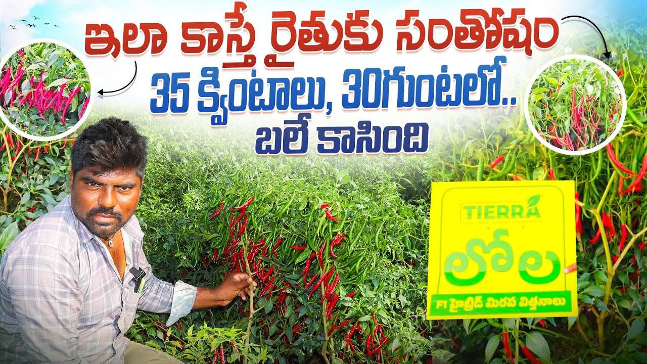 మిరప తోట ఇలా కాస్తే 35 క్వింటాలు దిగుబడి|| 2026 సరికొత్త తేజ రకం |chilli seeds |