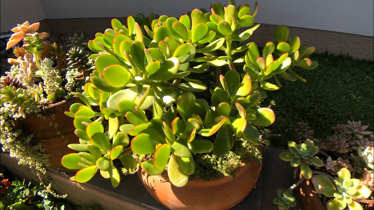 SUCULENTA Jade Crassula Ovata: Gosta de SOL ou de SOMBRA? Propagação e cultivo