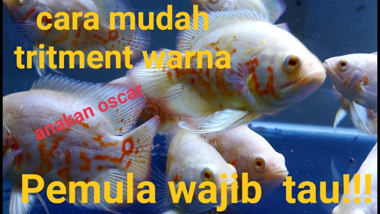 cara treatment warna untuk anakan ikan oscar agar marking nya cepat keluar versi rumah oscar aquatic