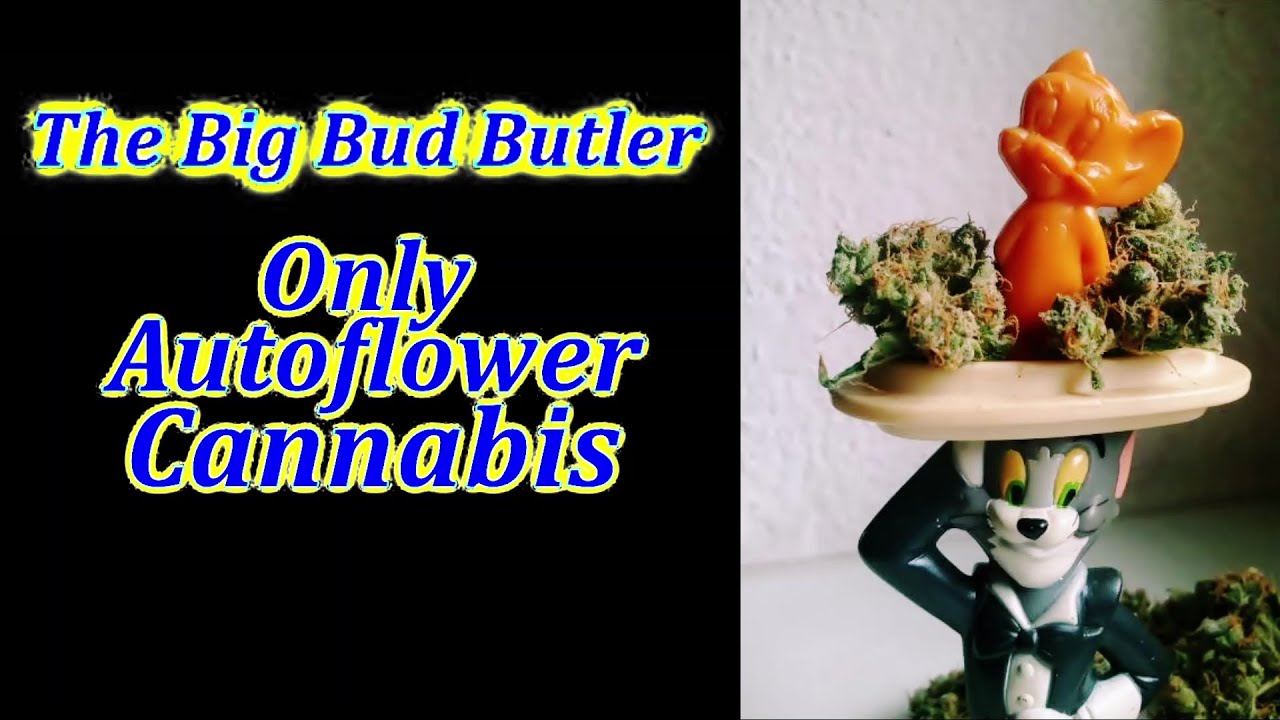 Cannabis Autoflower Tutankhamon Pyramid seeds