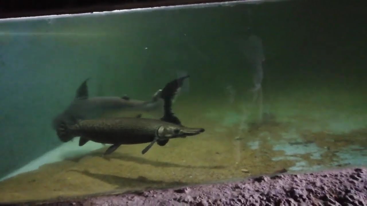 Aquarium at dehiwala zoo in Sri Lanka,