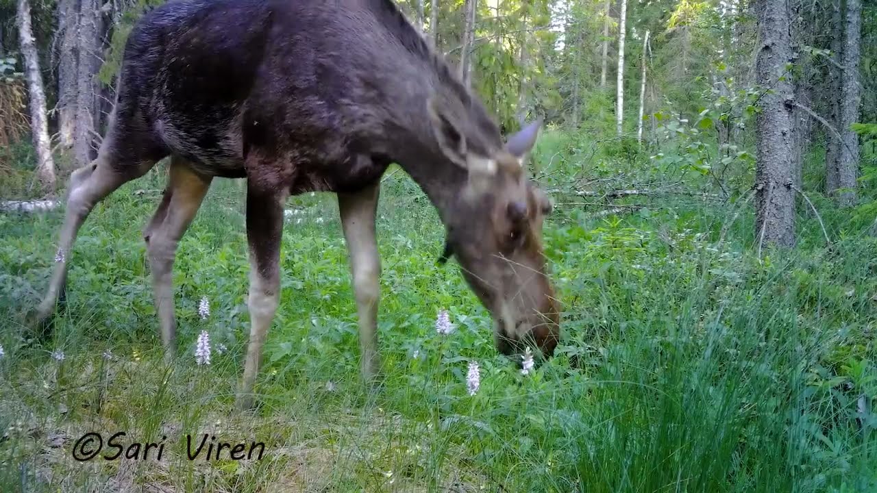 2023 Finnish forest life - Trail Camera - Riistakamera - Finland nature - wildlife camera