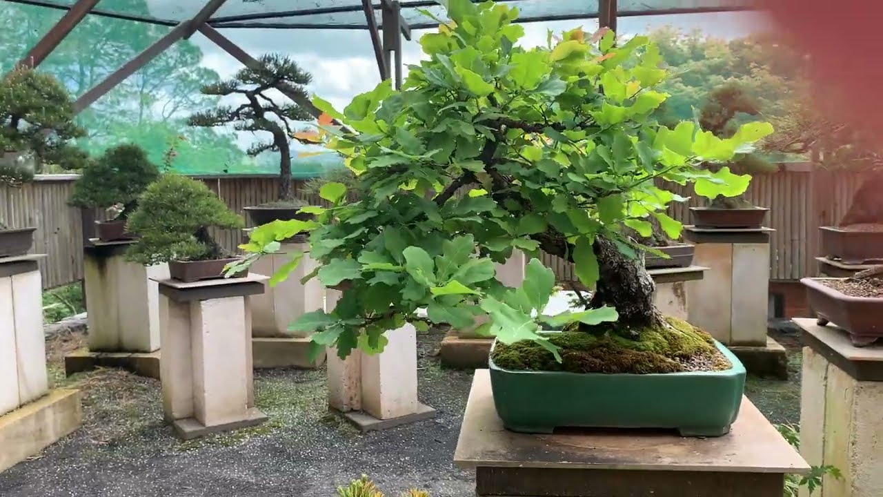 The Australian Bonsai Gallery