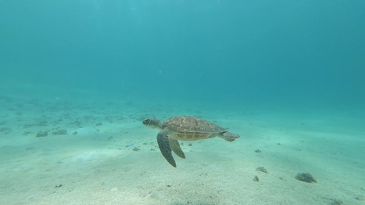 Scuba diving in Le Morne, Mauritius Island - La plong&eacute;e sous-marine au Morne, &icirc;le Maurice