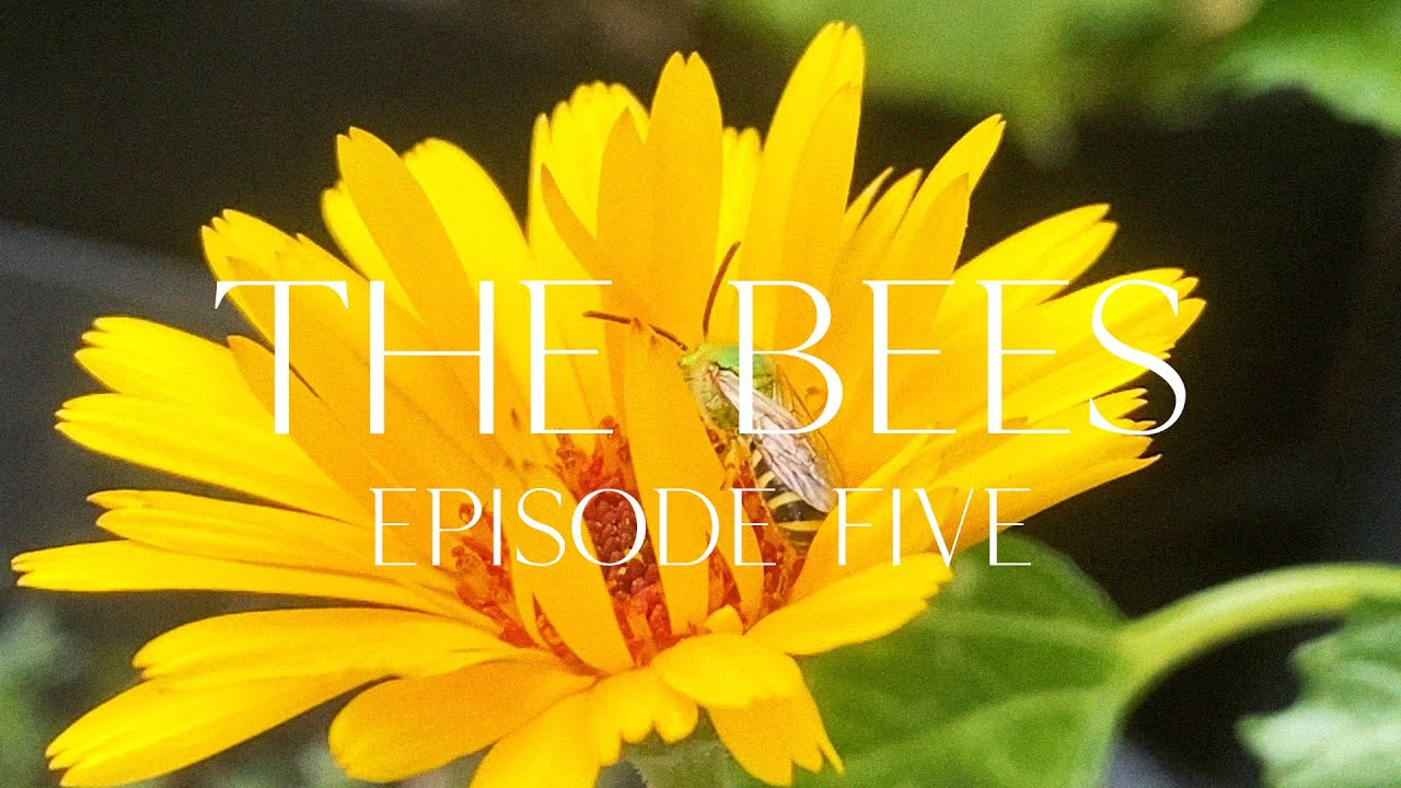 The Bees | Neo-Classical Post-Electronic Garden Soundscapes (Episode 5)
