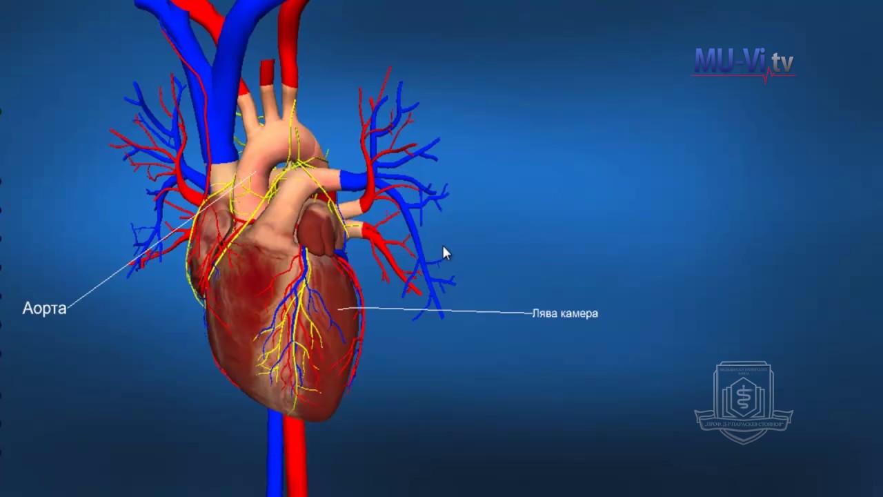 3D Обучение по анатомия – Сърце