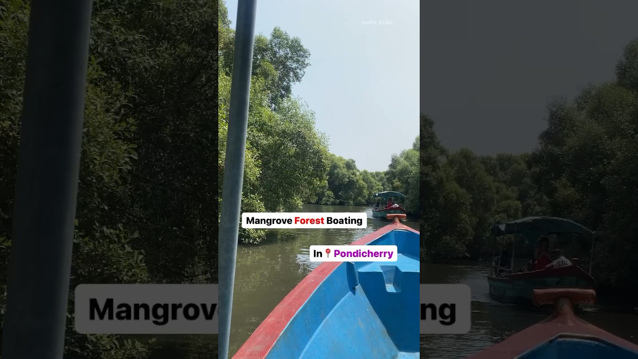 Mangrove Forest Boating in Pondicherry🤯#trending #viral #youtubeshorts #travel  #Pondicherry #tamil