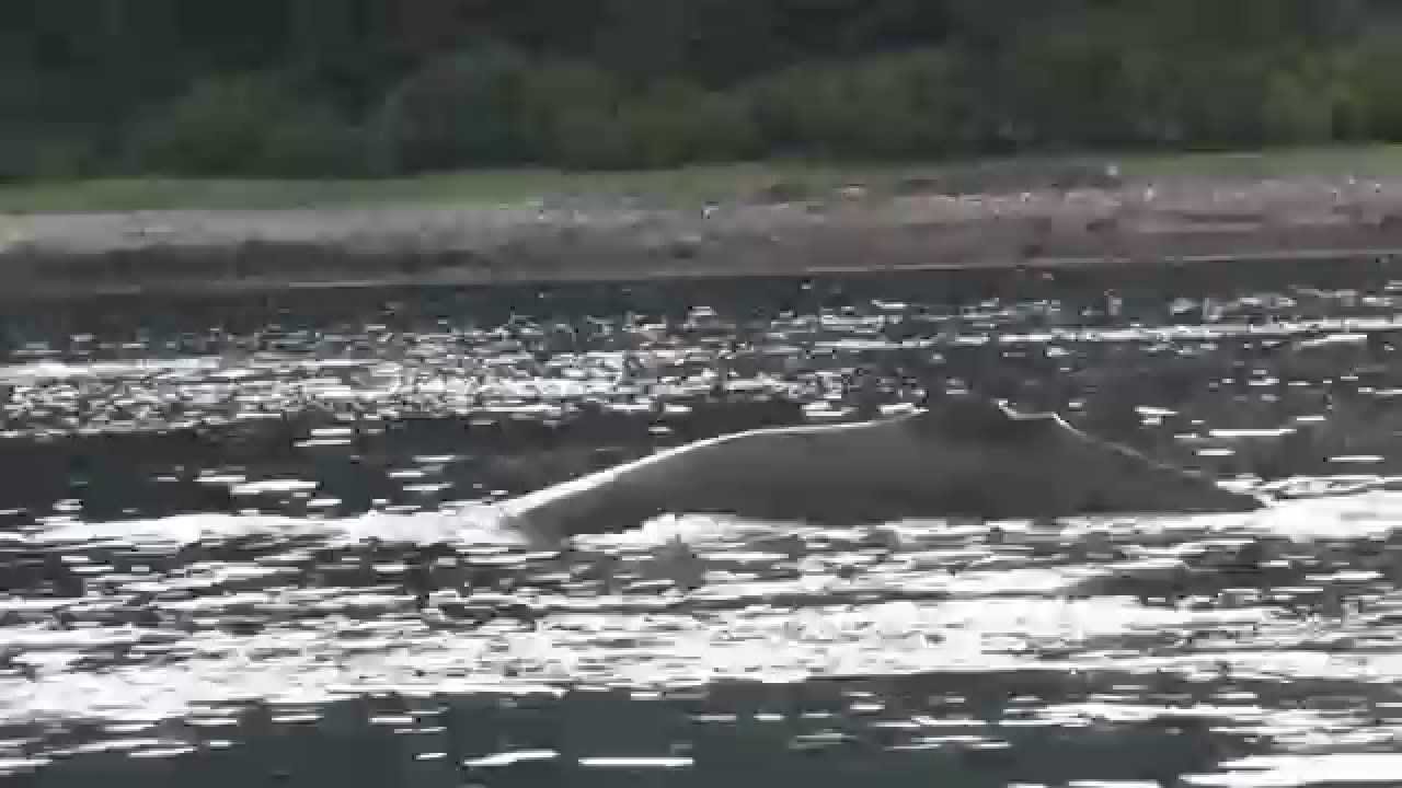 Whale151