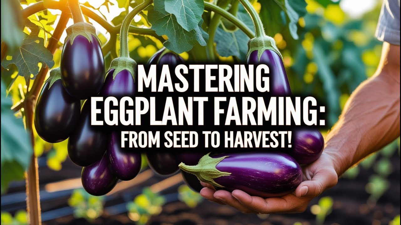 Mastering Eggplant Farming