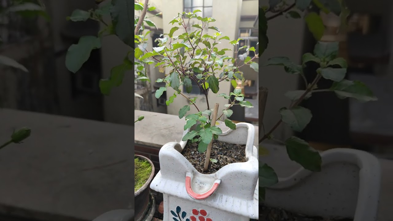 বসন্ত মানেই চারিদিকে রং বরং এর ফুলের বাহার 