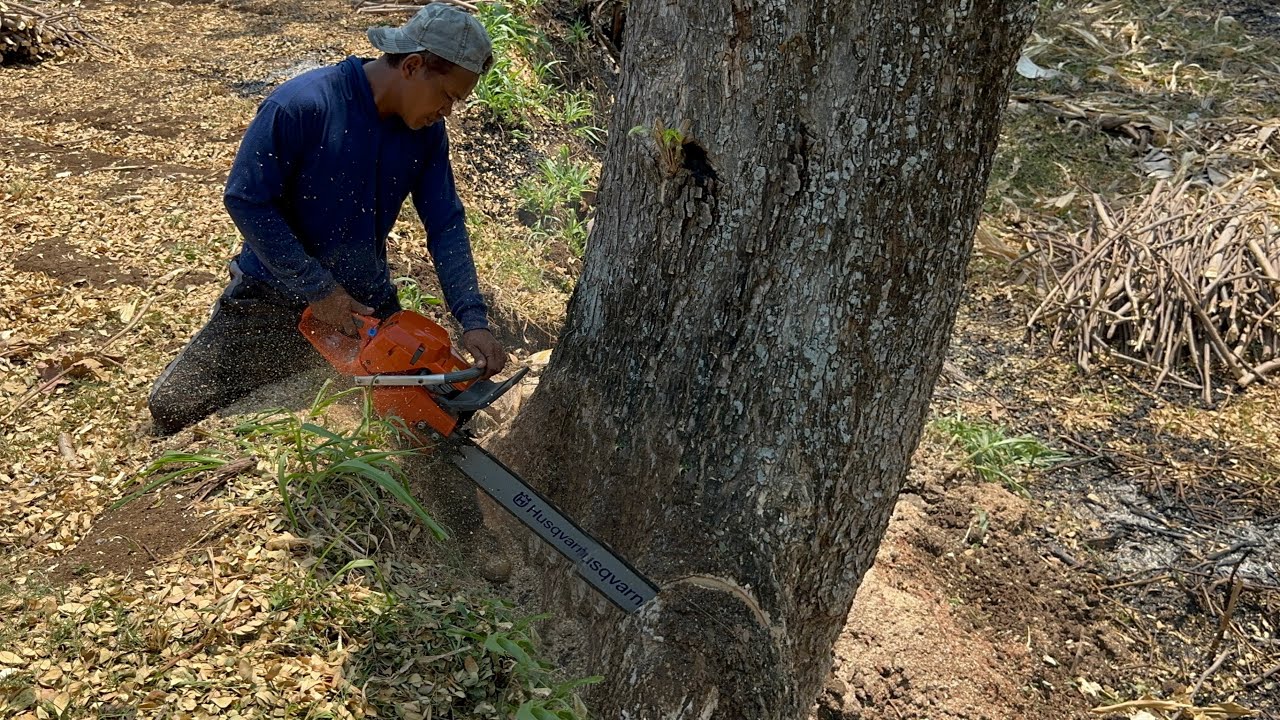 Sweet Surprise... Cut down 2 old trees in the rice fields.