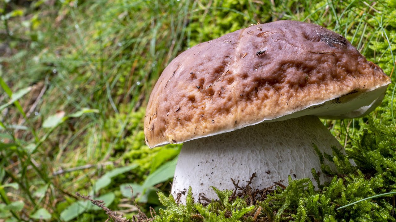 Porcini | La montagna con pochi temporali