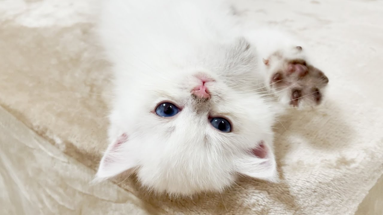 The kitten that made too much noise and lost consciousness while fumifuming was so cute!