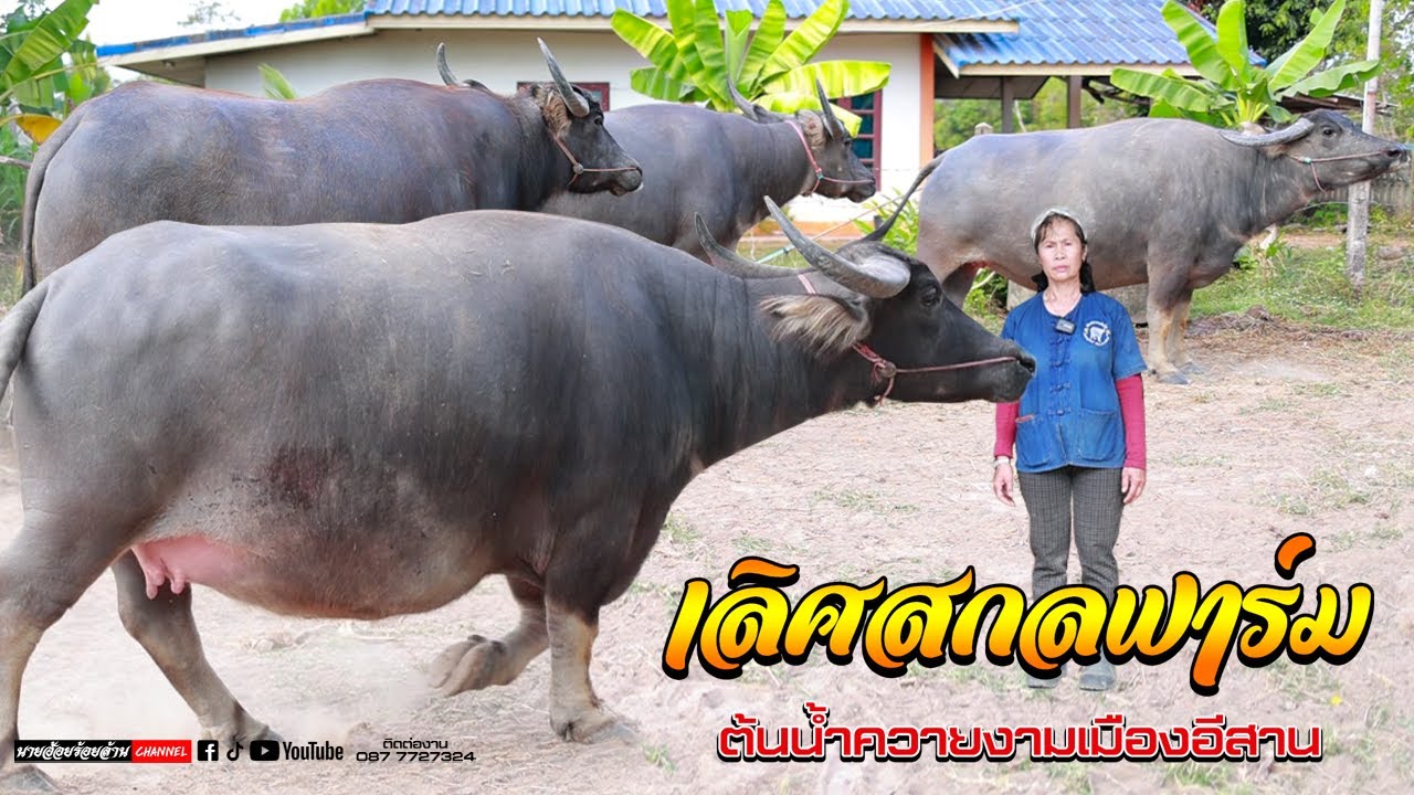 เลิศสกลฟาร์ม  แม่เพชรเชียงคำน้องสาวแท้ๆเพชรอุดร ต้นกำเนิดแม่นางพญา(บิลบรบือ) ต้นน้ำควายยักษ์ภาคอีสาน
