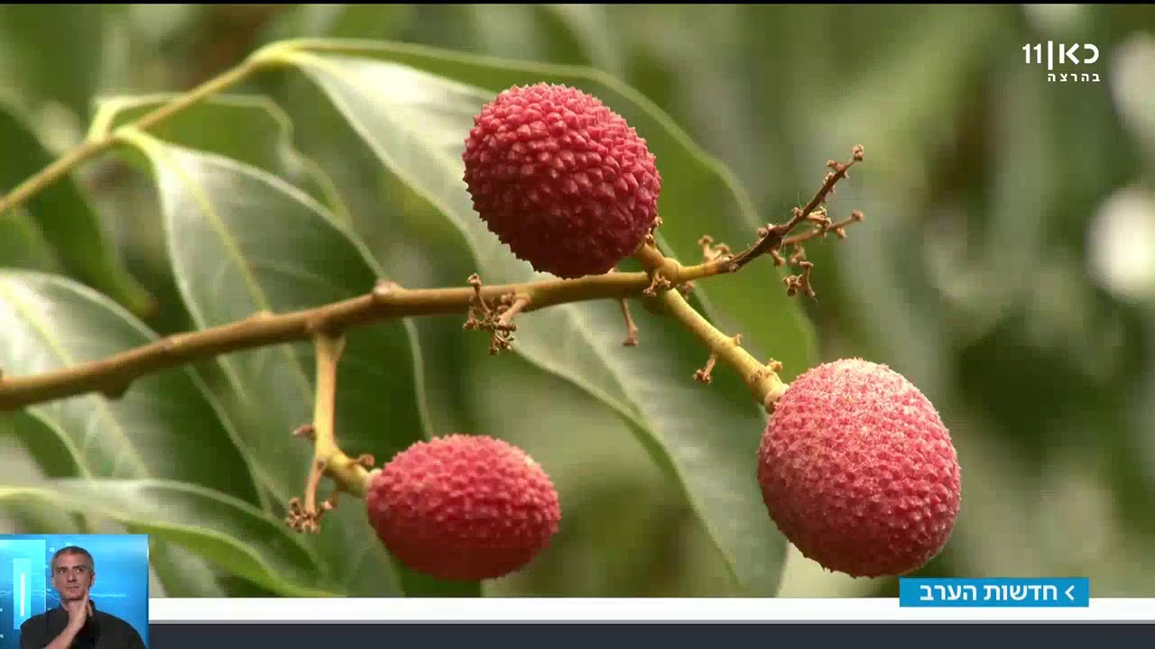 איך הצליחו החקלאים להקדים בחודשיים את קטיף הליצ'י?