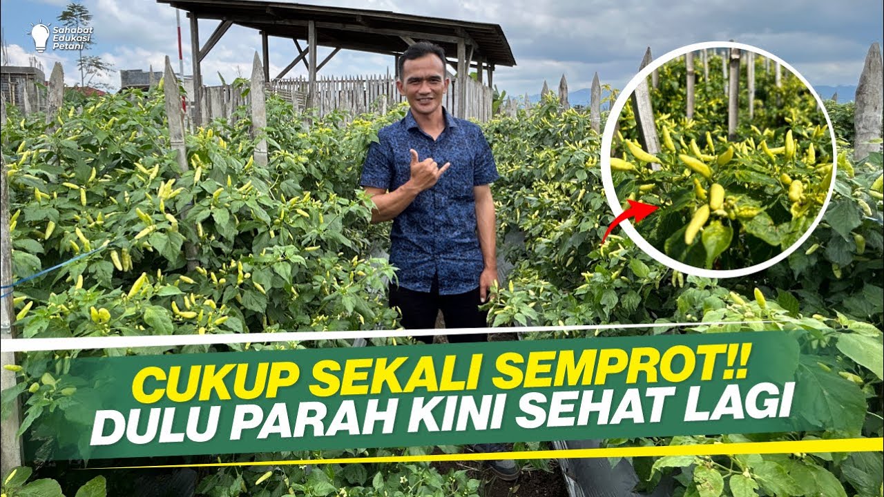 PEMULIHAN KERITING DAUN, SEKALI SEMPROT LANGSUNG SEMBUH ‼PERAWATAN CABAI RAWIT FASE GENERATIF ‼
