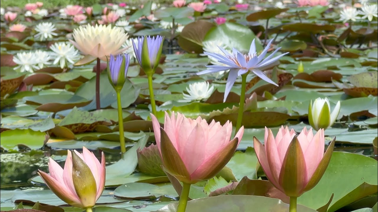 2022/06/28　青いスイレンの花が咲く星ヶ丘公園の風景　その２　〜高知県三原村〜