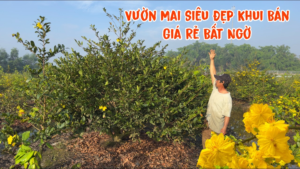 Khai Xuân Khui Bán Vườn Mai Tàng Siêu Đẹp Giá Rẻ Bất Ngờ 0918632323
