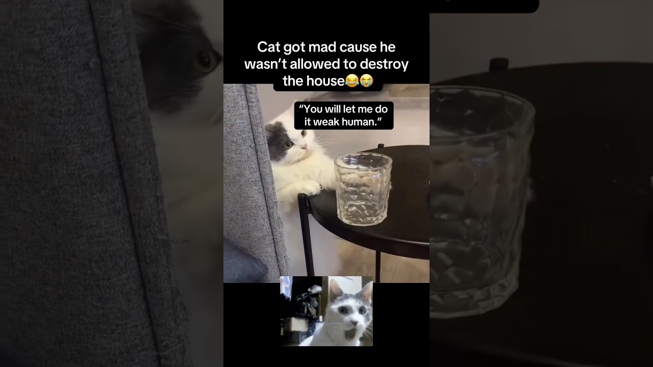 Cat needs to destroy😭 #fyp #viral #animals #cats #cat #catvideos #cute #aww #fypシ #shorts #ytshorts