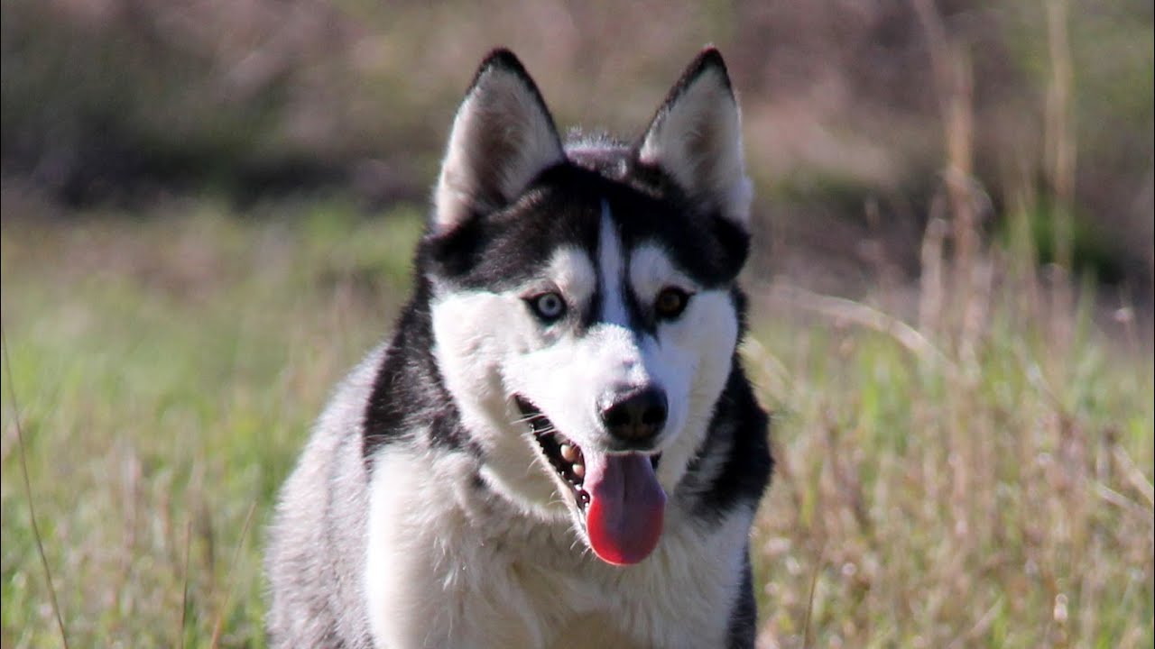 How Fast Can a Siberian Husky Run? Bike Chasing GoPro View