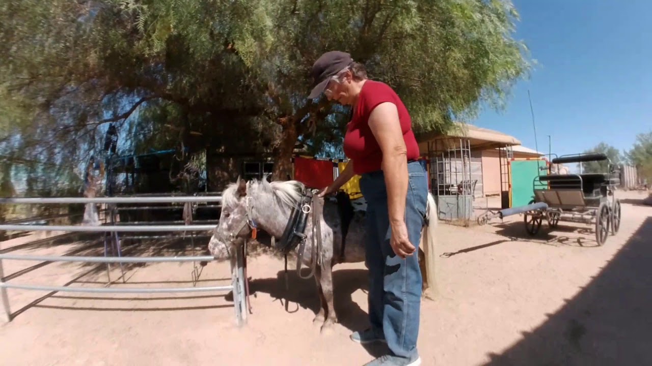 Harnessing a pair of miniature horses