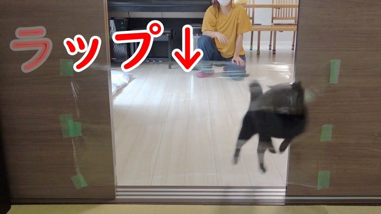 初めてラップチャレンジをしてみた黒猫の反応が・・・