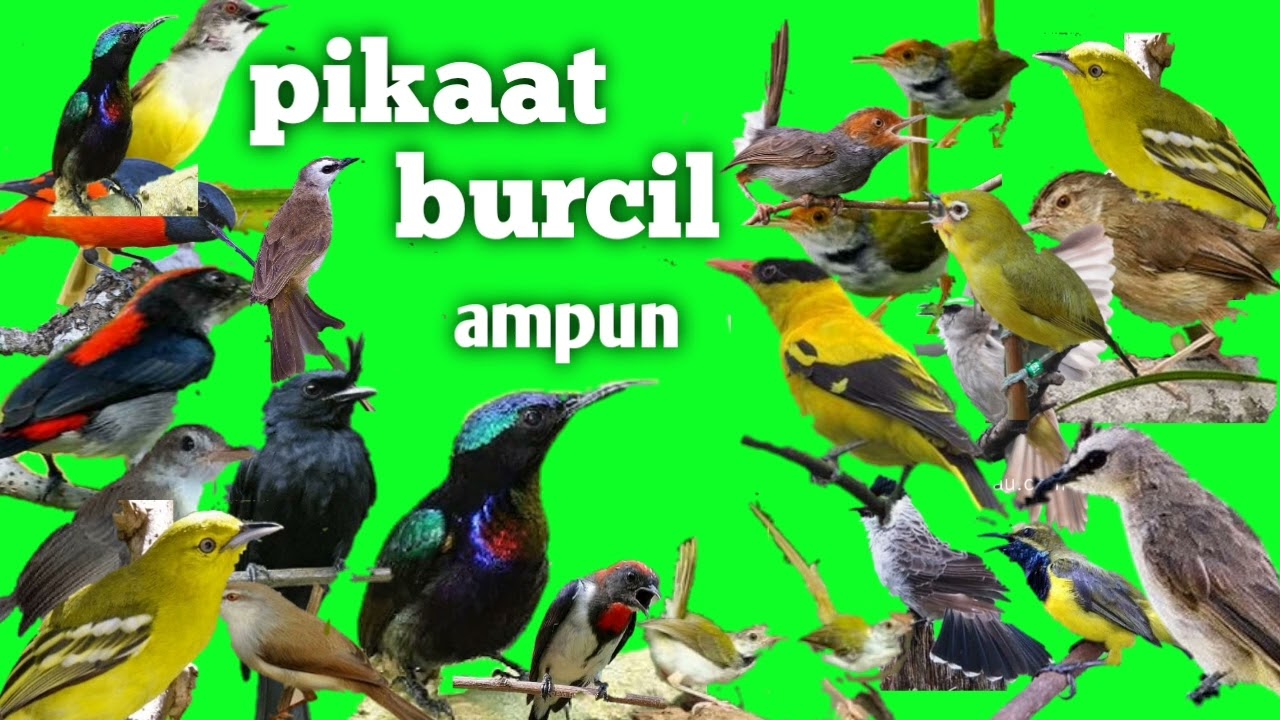 suara pikat burcil ampuh