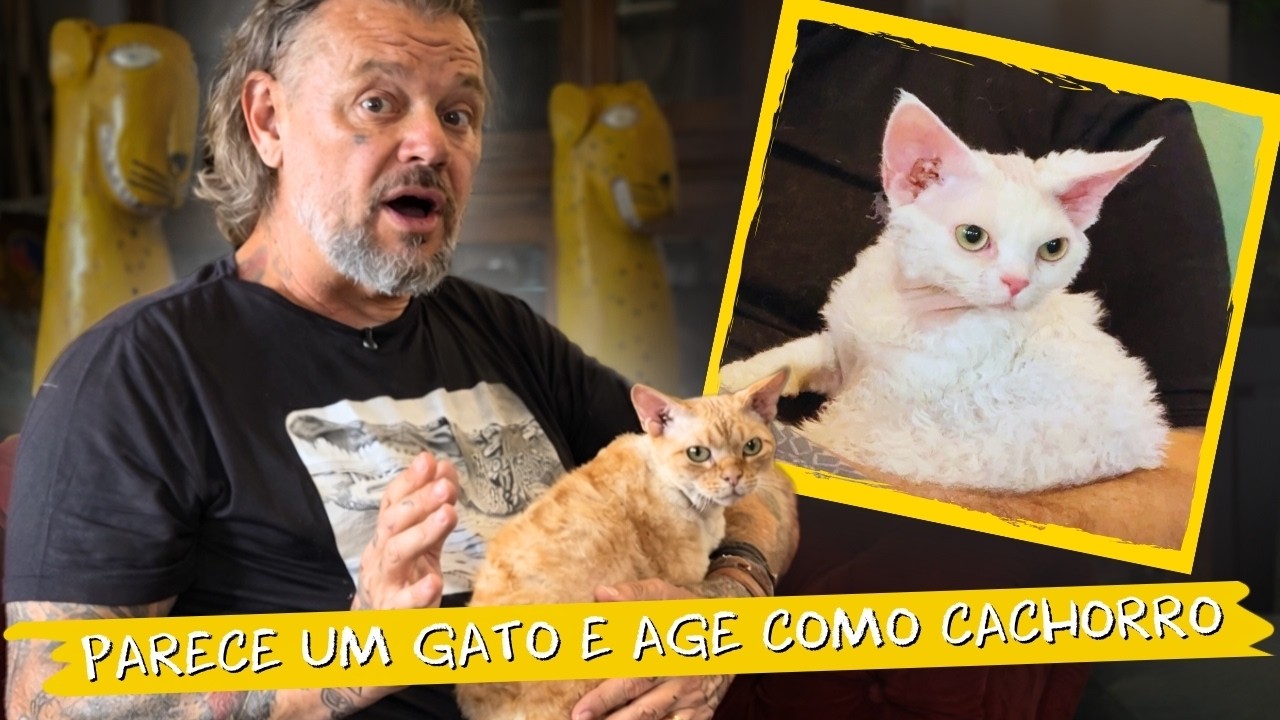 😱 DEVON REX: ESSE GATO &Eacute; DIFERENTE DE TUDO QUE VOC&Ecirc; J&Aacute; VIU!