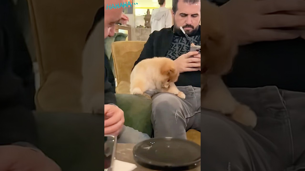Dramatic Pomeranian 🤣🐶#funny #pets #funnypets #dog #petvideos #animals #usa