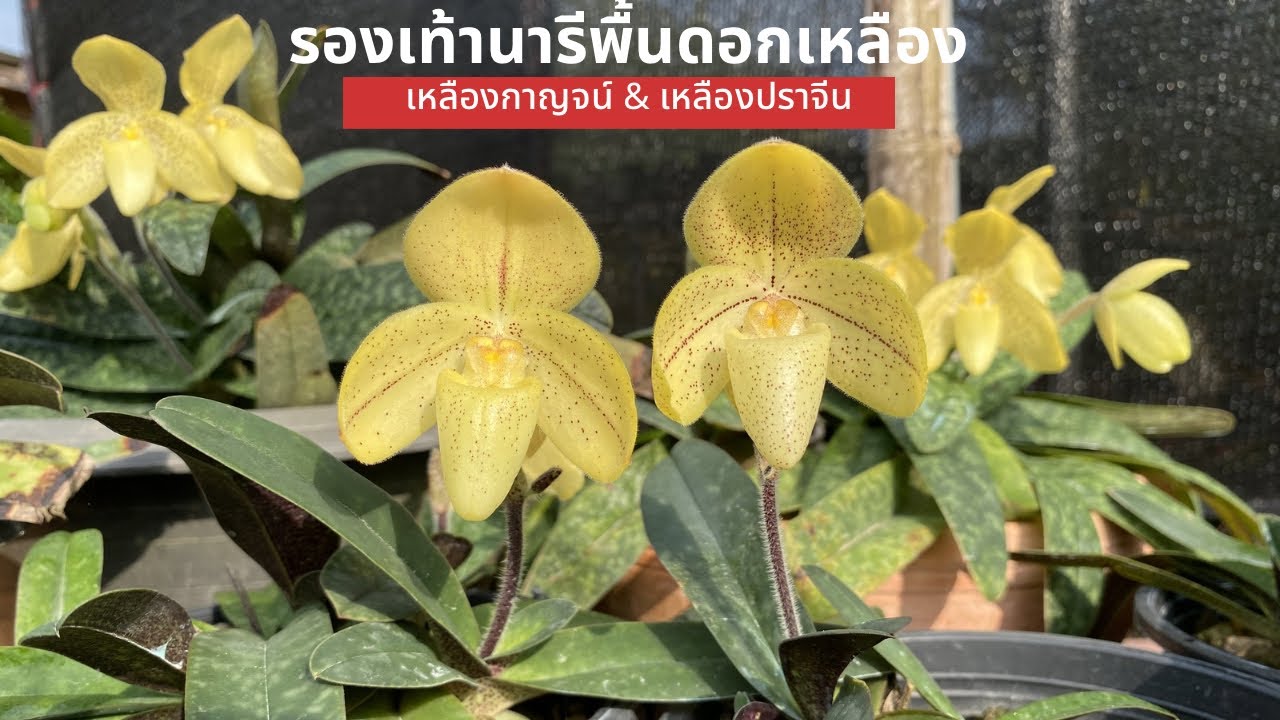 #รองเท้านารี พื้นดอกเหลือง เหลืองกาญจน์&เหลืองปราจีน เลี้ยงง่าย ให้ดอกสวย #กล้วยไม้ #orchid #ดอกไม้ 