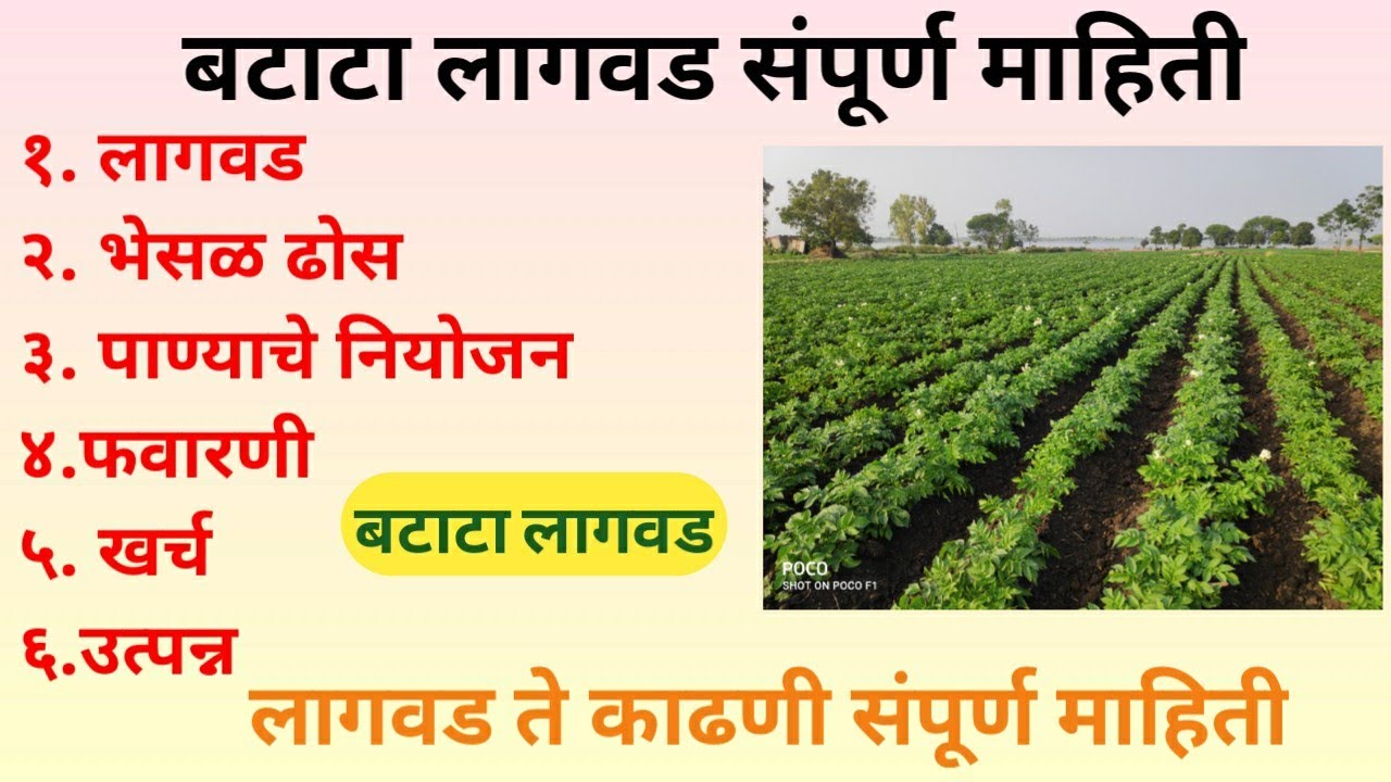 |Potato Cultivation Complete Information | Potato Cultivation | Batata Lagvad Sampurn Mahiti | @FarmingArea