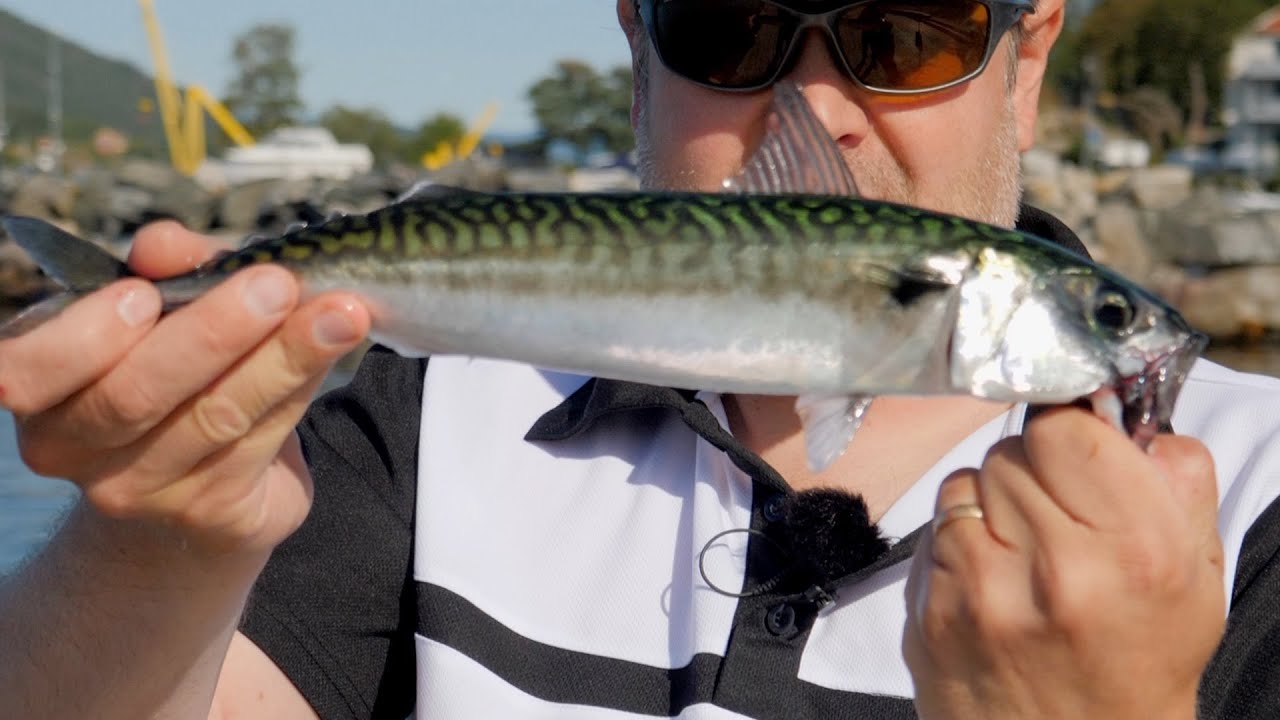 Makrellfiske med dupp og agn - Fisketips Daiwa Ep2