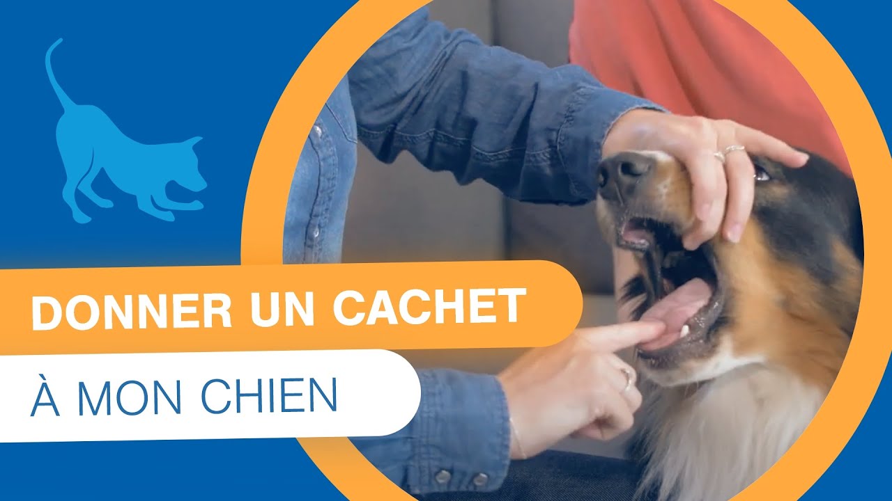 Comment donner un comprimé à mon chien